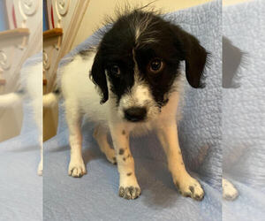 Poodle (Standard)-Unknown Mix Dogs for adoption in Pacolet, SC, USA