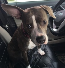 Whippet Dogs for adoption in Sanford, FL, USA