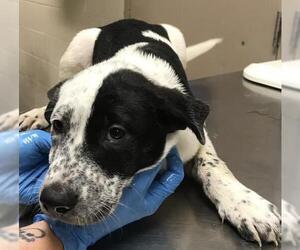 Labrador Retriever-Unknown Mix Dogs for adoption in Conroe, TX, USA