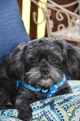 Shih Tzu Dogs for adoption in Greenville, SC, USA