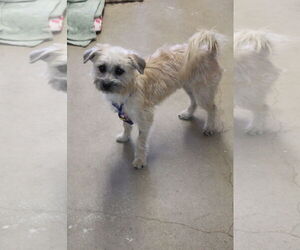 Mutt Dogs for adoption in El Centro, CA, USA