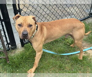 American Pit Bull Terrier-Unknown Mix Dogs for adoption in Millersville, MD, USA