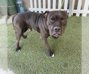 Bulldog Dogs for adoption in Modesto, CA, USA