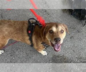 Labrador Retriever-Unknown Mix Dogs for adoption in Houston, TX, USA