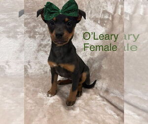 Mutt Dogs for adoption in Jackson Township, NJ, USA