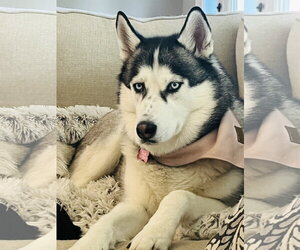 Siberian Husky Dogs for adoption in Carrollton, TX, USA