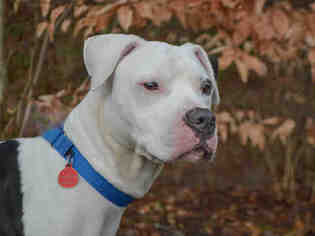 American Pit Bull Terrier-Unknown Mix Dogs for adoption in Pittsburgh, PA, USA