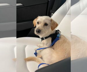 Cairn Terrier-Unknown Mix Dogs for adoption in San Francisco, CA, USA