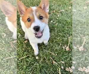 Collie-Unknown Mix Dogs for adoption in Sandy, UT, USA