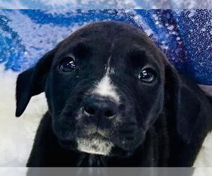 Labrador Retriever-Unknown Mix Dogs for adoption in Canton, CT, USA