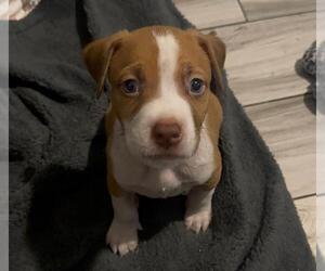 American Staffordshire Terrier-Unknown Mix Dogs for adoption in Long Beach, CA, USA