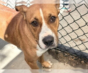 Mutt Dogs for adoption in Tulsa, OK, USA