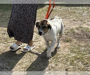 Labrador Retriever-Unknown Mix Dogs for adoption in Ocala, FL, USA