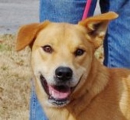 Golden Labrador Dogs for adoption in Yardley, PA, USA