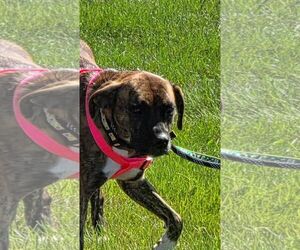 Boxer-Unknown Mix Dogs for adoption in Burnsville, MN, USA