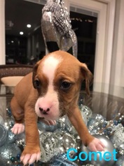 Medium Photo #1 Boxer-Unknown Mix Puppy For Sale in Houston, TX, USA