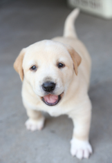 Golden Labrador Dogs for adoption in Eden Prairie, MN, USA