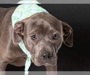 American Pit Bull Terrier-Unknown Mix Dogs for adoption in San Andreas, CA, USA