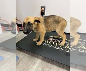 German Shepherd Dog-Unknown Mix Dogs for adoption in Imlay City, MI, USA