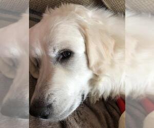 Great Pyrenees Dogs for adoption in Wheaton, IL, USA