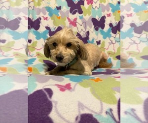 Goldendoodle (Miniature) Dogs for adoption in Mukwonago, WI, USA