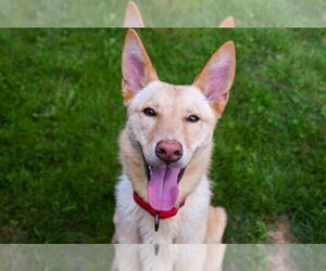 Huskies -Labrador Retriever Mix Dogs for adoption in Gloversville, NY, USA
