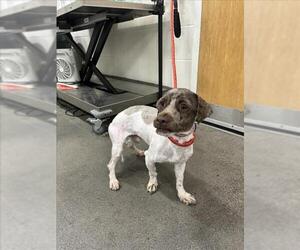 Poodle (Miniature) Dogs for adoption in Forestville, MD, USA