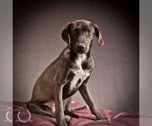 Lab-Pointer Dogs for adoption in Des Moines, IA, USA