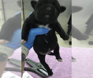 Labrador Retriever-Unknown Mix Dogs for adoption in Riverside, CA, USA