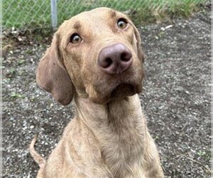 Chesapeake Bay Retriever-Unknown Mix Dogs for adoption in Anchorage, AK, USA