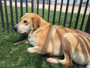 Chinese Shar-Pei-Labrador Retriever Mix Dogs for adoption in Carmichael, CA, USA