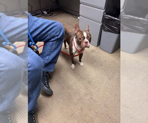 Boston Terrier Dogs for adoption in Upland, CA, USA