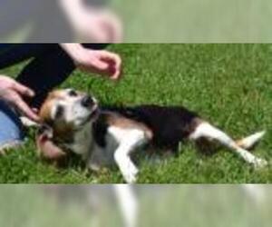 Medium Photo #1 Beagle-Unknown Mix Puppy For Sale in Warrenton, VA, USA