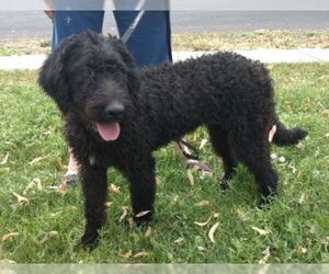Labradoodle Dogs for adoption in Millville, UT, USA
