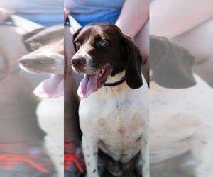 Small Beagle-German Shorthaired Pointer Mix