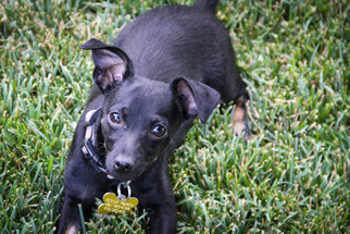 Medium Photo #1 Chihuahua-Unknown Mix Puppy For Sale in Salt Lake City, UT, USA