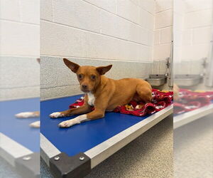 Chihuahua-Unknown Mix Dogs for adoption in Mooresville, NC, USA