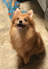 Pomeranian Dogs for adoption in St. Louis Park, MN, USA