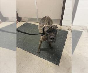 Mutt Dogs for adoption in Derwood, MD, USA