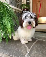 Medium Photo #1 Havanese Puppy For Sale in Potomac, MD, USA