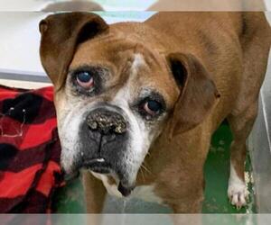 Boxer Dogs for adoption in Rustburg, VA, USA