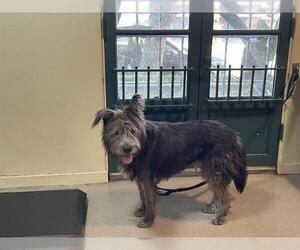 Irish Wolfhound Dogs for adoption in Pasadena, CA, USA