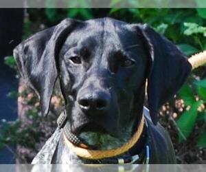 German Shorthaired Pointer Dogs for adoption in Chesapeake City, MD, USA