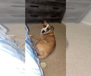 Boxer-Unknown Mix Dogs for adoption in Holly Springs, NC, USA