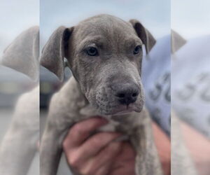 American Staffordshire Terrier Dogs for adoption in Lawrenceville, NJ, USA