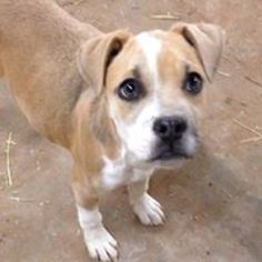 Boxer Dogs for adoption in westminster, CO, USA
