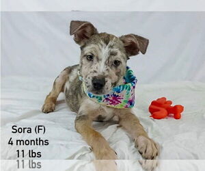 Mutt Dogs for adoption in Sterling, MA, USA