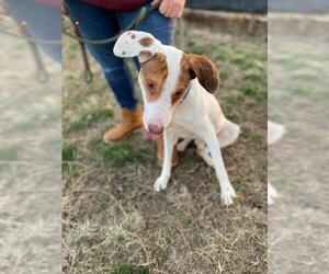 English Foxhound-Pointer Mix Dogs for adoption in Sparta, IL, USA