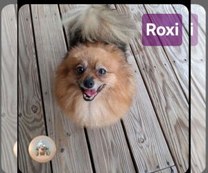 Pomeranian Dogs for adoption in Pensacola, FL, USA