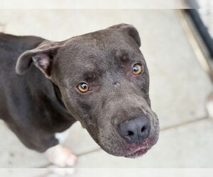 American Pit Bull Terrier-Unknown Mix Dogs for adoption in Tulsa, OK, USA